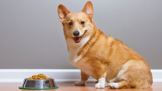 Pedigree vs Purina dog food: Corgi sat in front of food bowl looking at camera