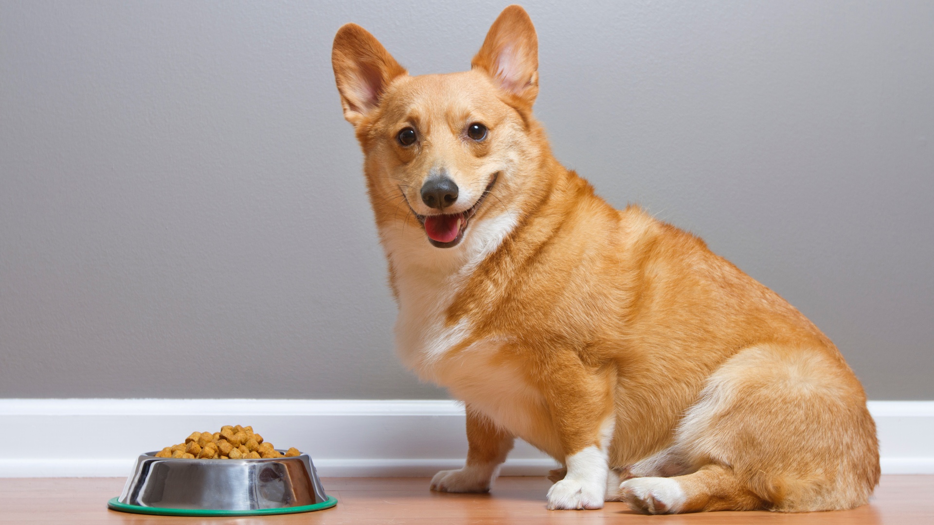 Pedigree vs Purina dog food Which is best for your canine companion? PetsRadar