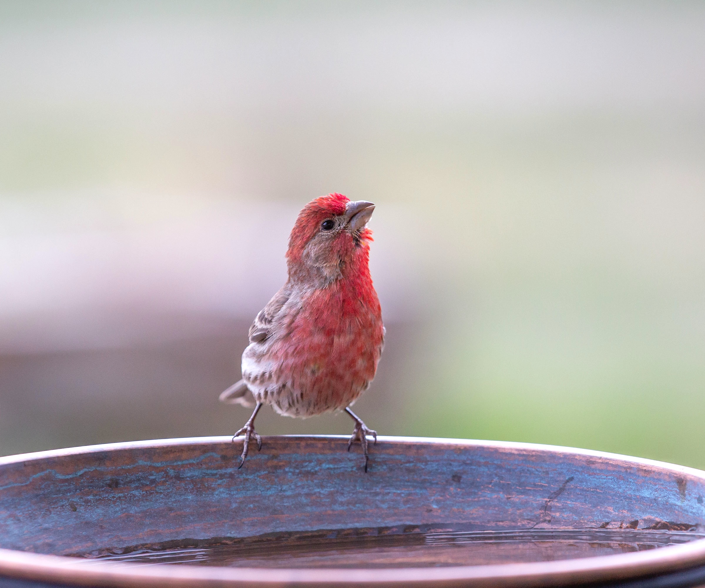 purple finch sitting on rim of shallow dish of water