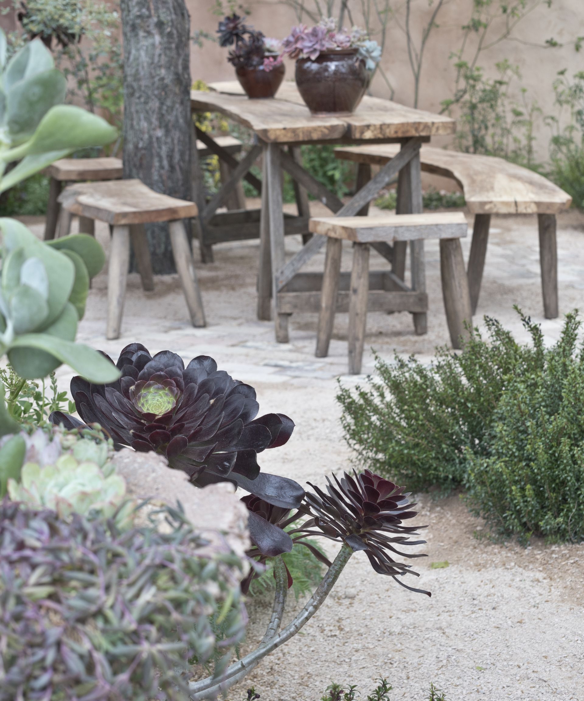 Aeoniums and succulents growing in containers on a wooden table and chairs