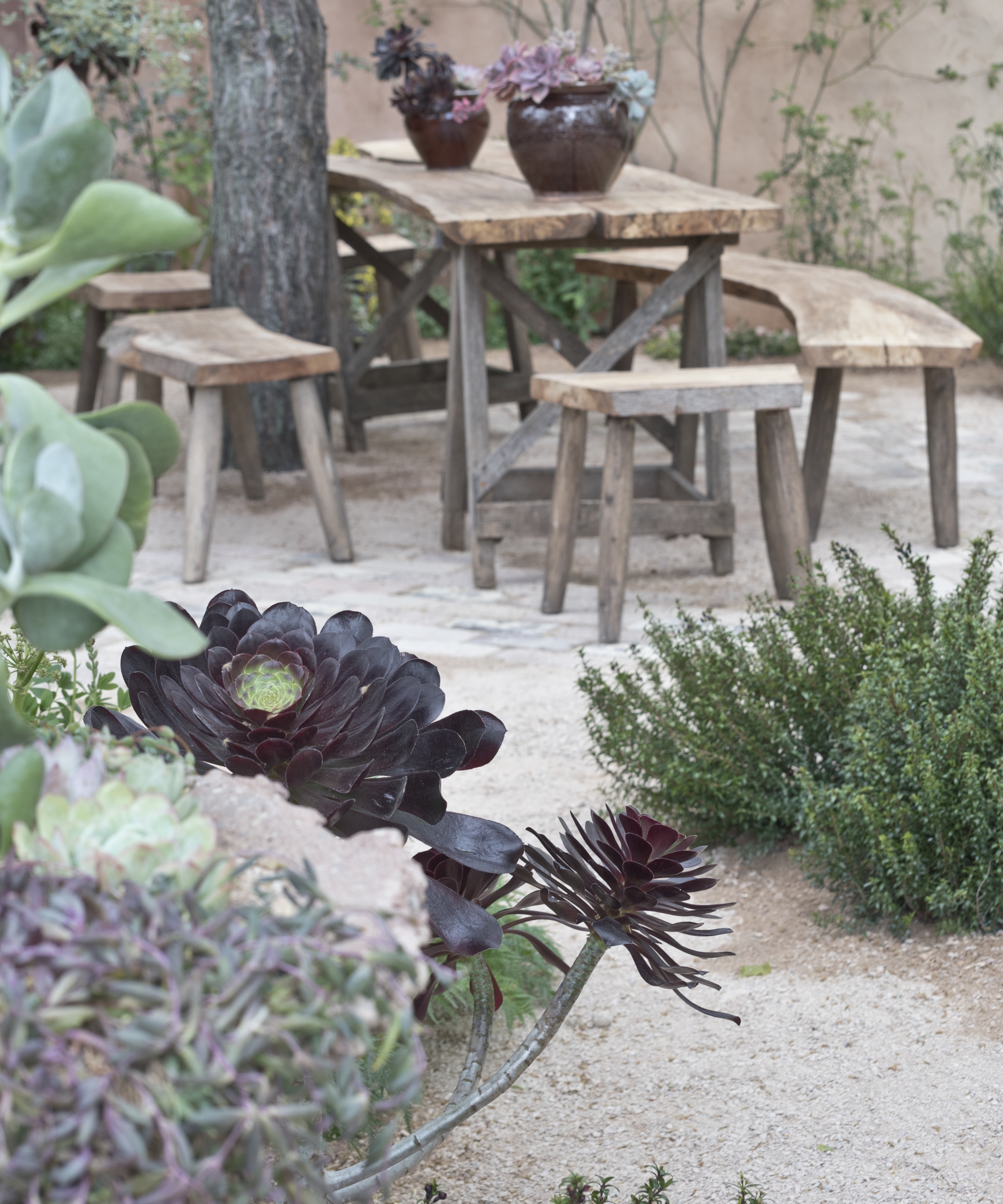 Aeoniums and succulents growing in containers on a wooden table and chairs