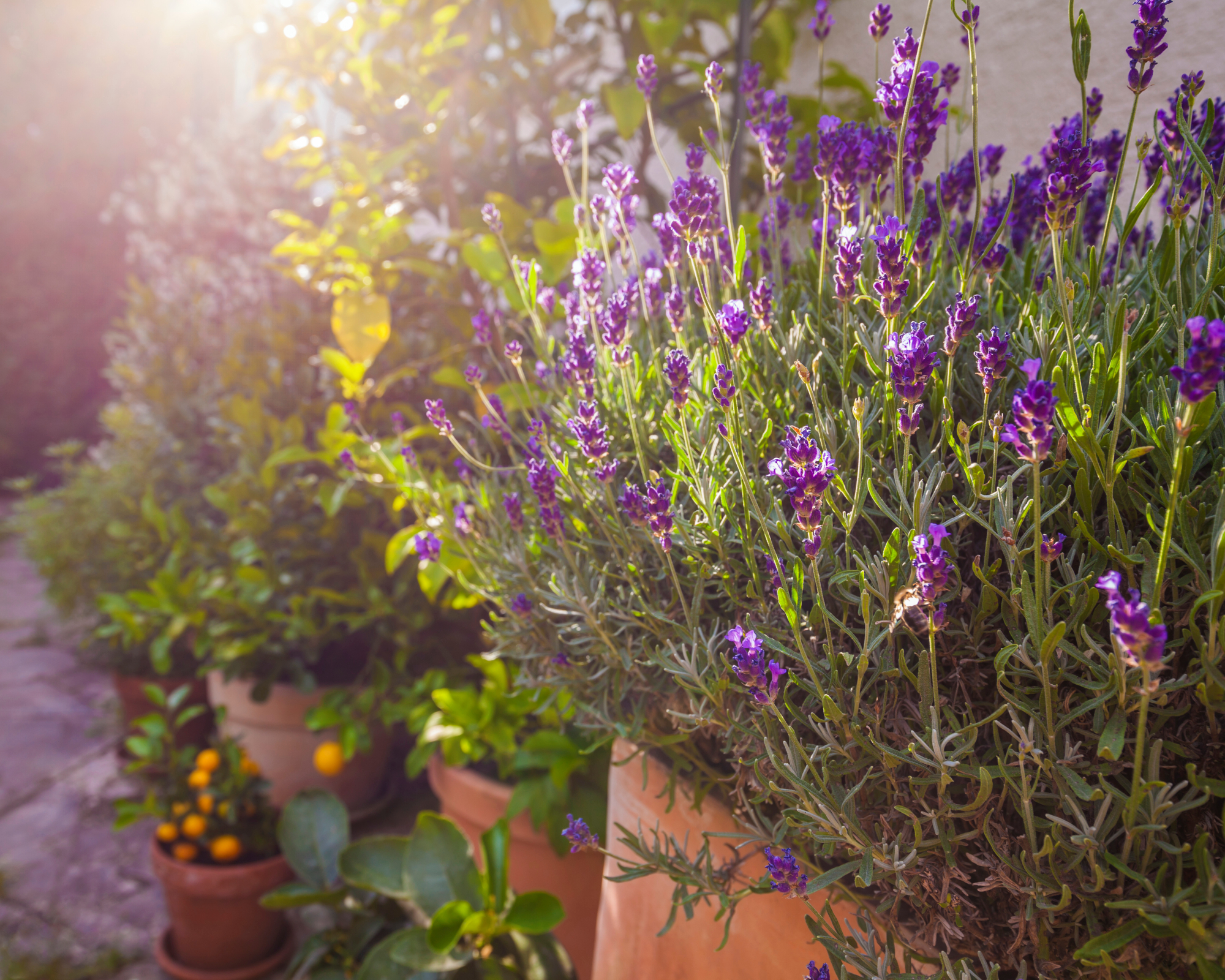 Lavender (Lavandula angustifolia) growing in a large terracotta pot