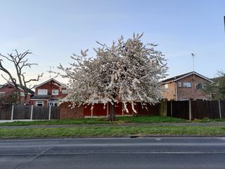 A well balanced shot, but the detail isn't as high on tree as from rival flagships