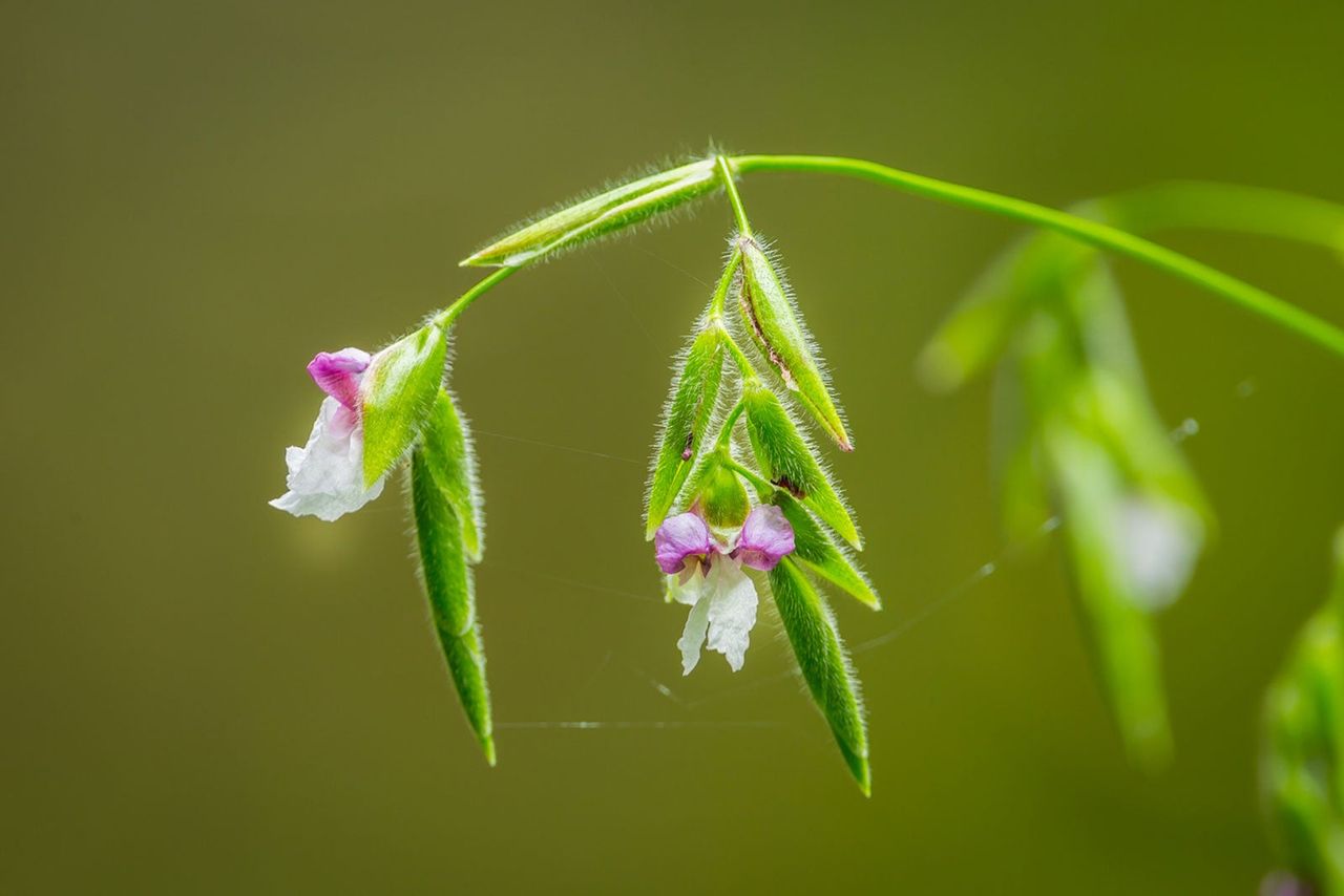 Close Up Of Small Thalia Plants