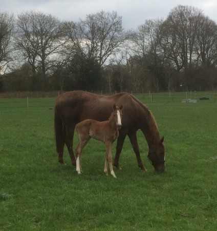 Kings Gem 2015 foal Chilli Morning