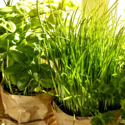 kitchen herb garden growing on sunny window