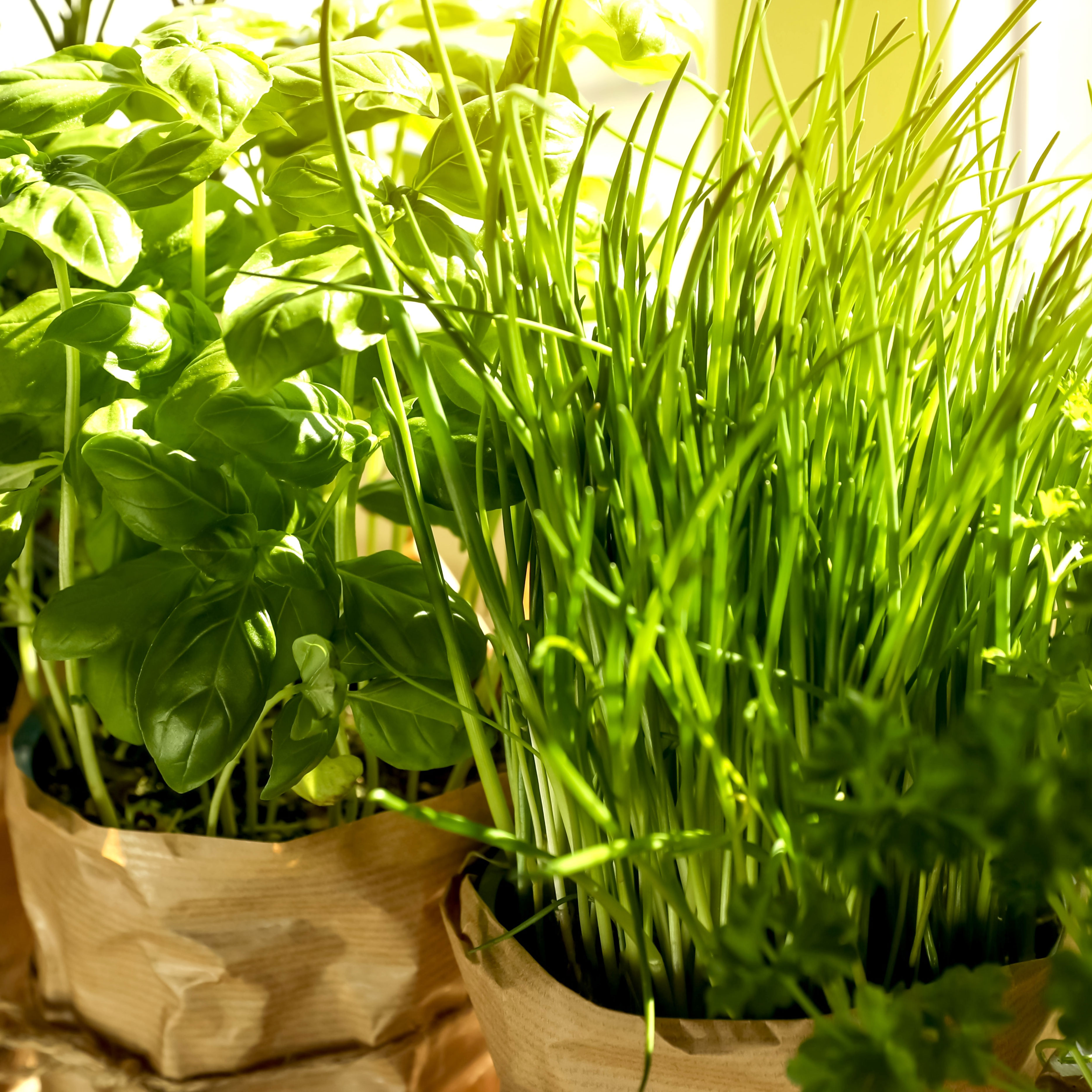 kitchen herb garden growing on sunny window