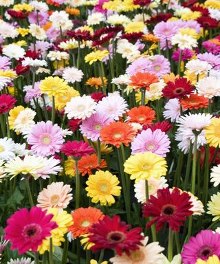 Gerbera daisies