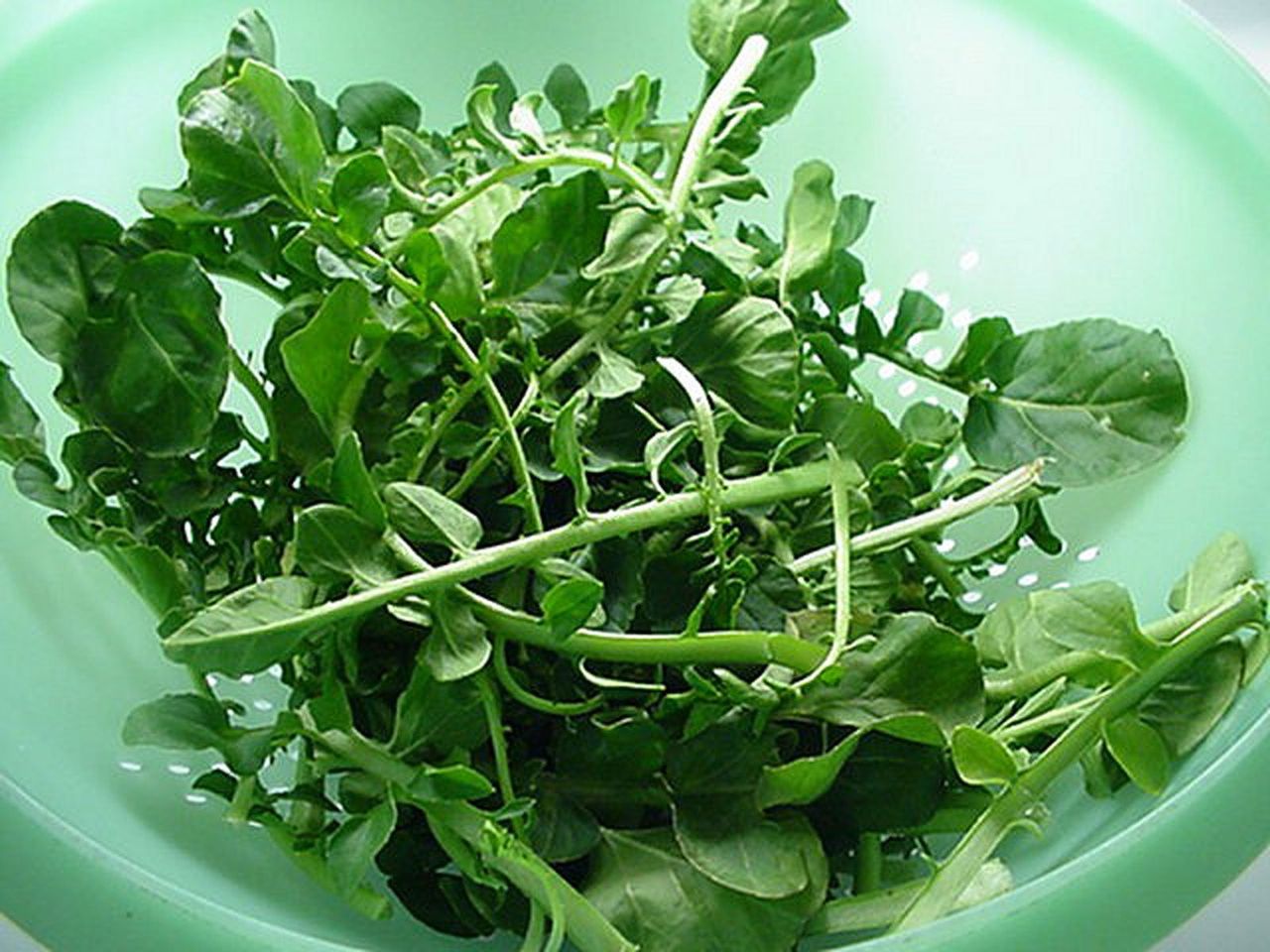 Bowl Of Wintercress Plants