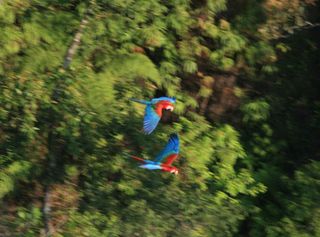 The park contains seven macaw species including red and green macaws.