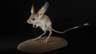 The long-eared jerboa, a desert rodent, has the largest ears, relative to the size of its body, of any animal.