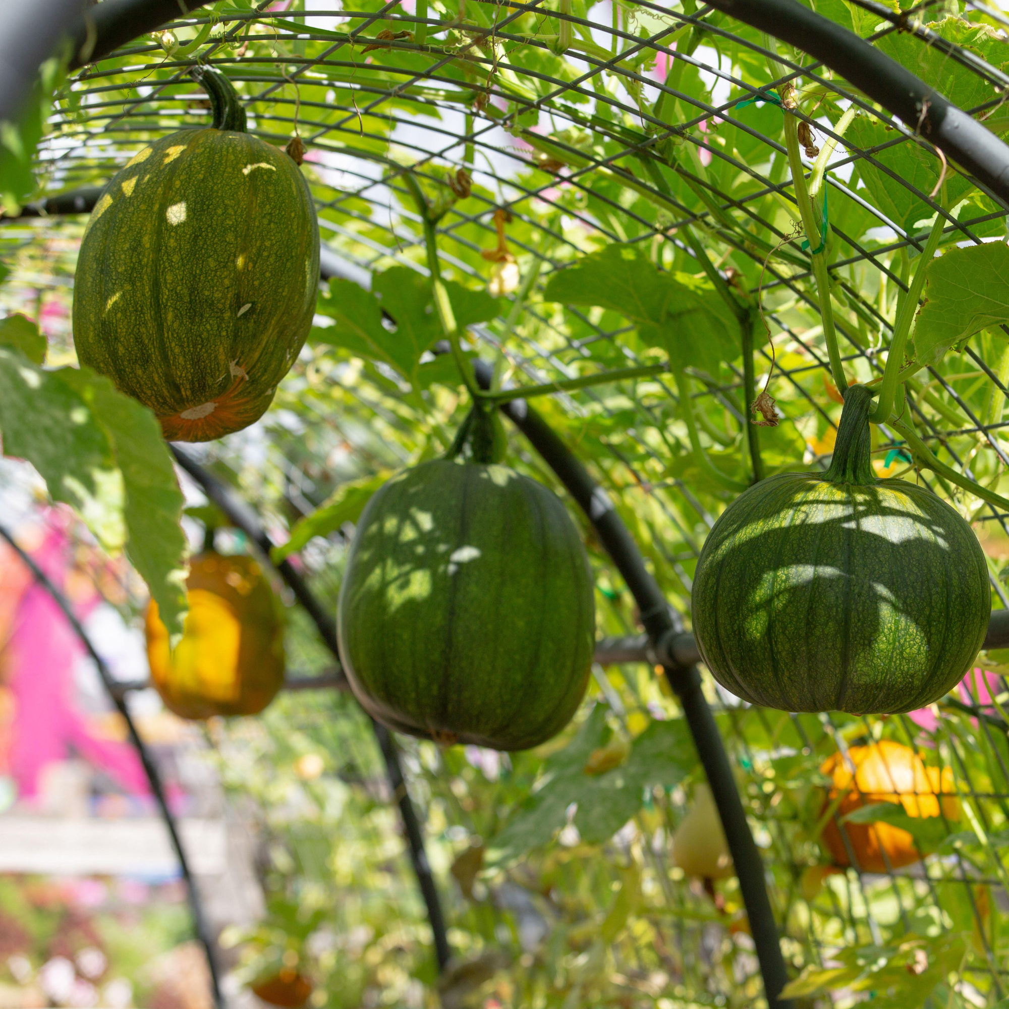 Pumpkins growing on metal archway