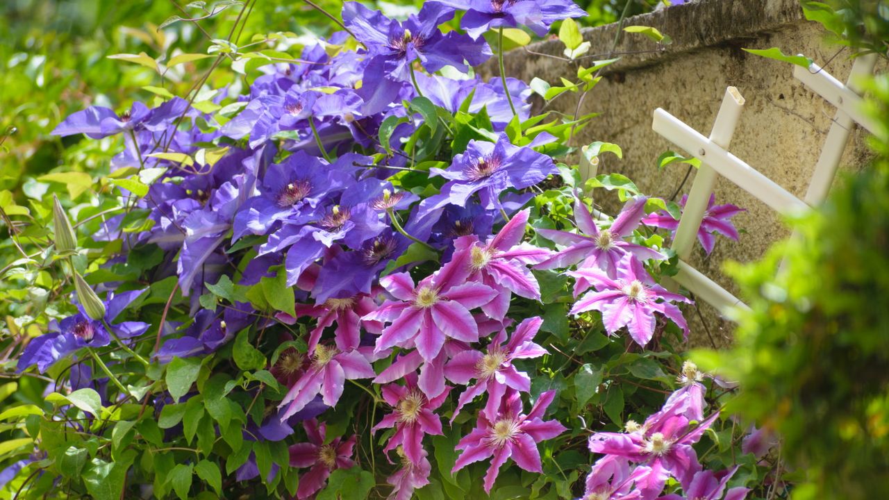 Pink and purple clematis flowers growing along a trellis