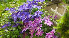 Pink and purple clematis flowers growing along a trellis