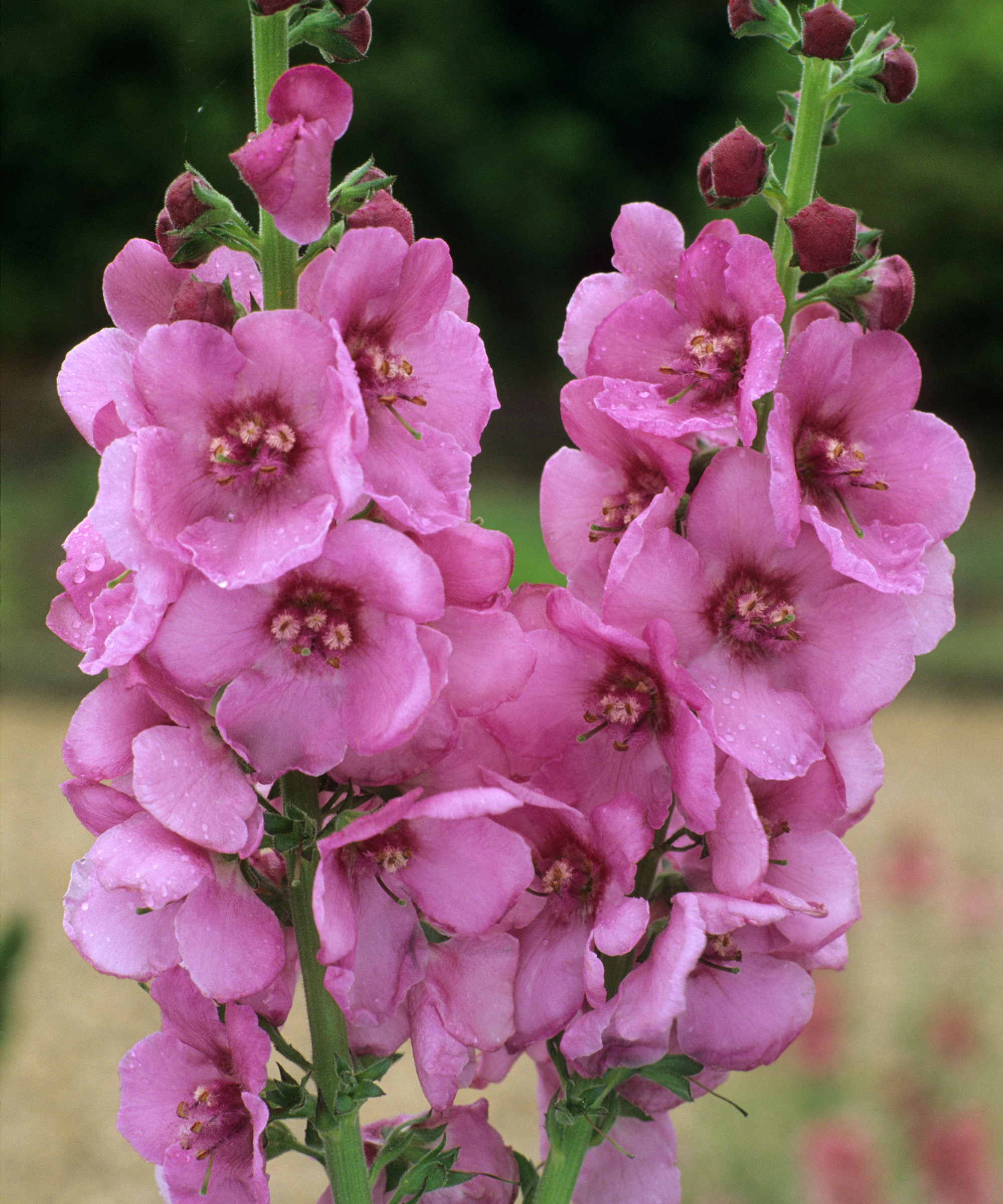 Verbascum 'Pink Domino' pink flower variety