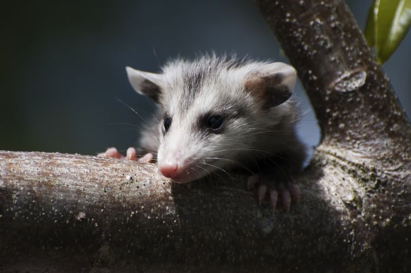 A possum.