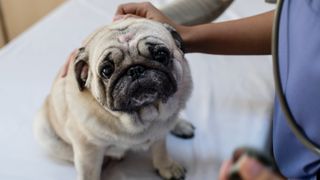 Pug being handled by a vet