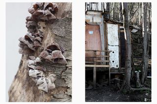 Left: lichen on a tree. Right: wooden construction in woodland