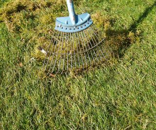 Removing moss and thatch from a lawn using a scarifying rake