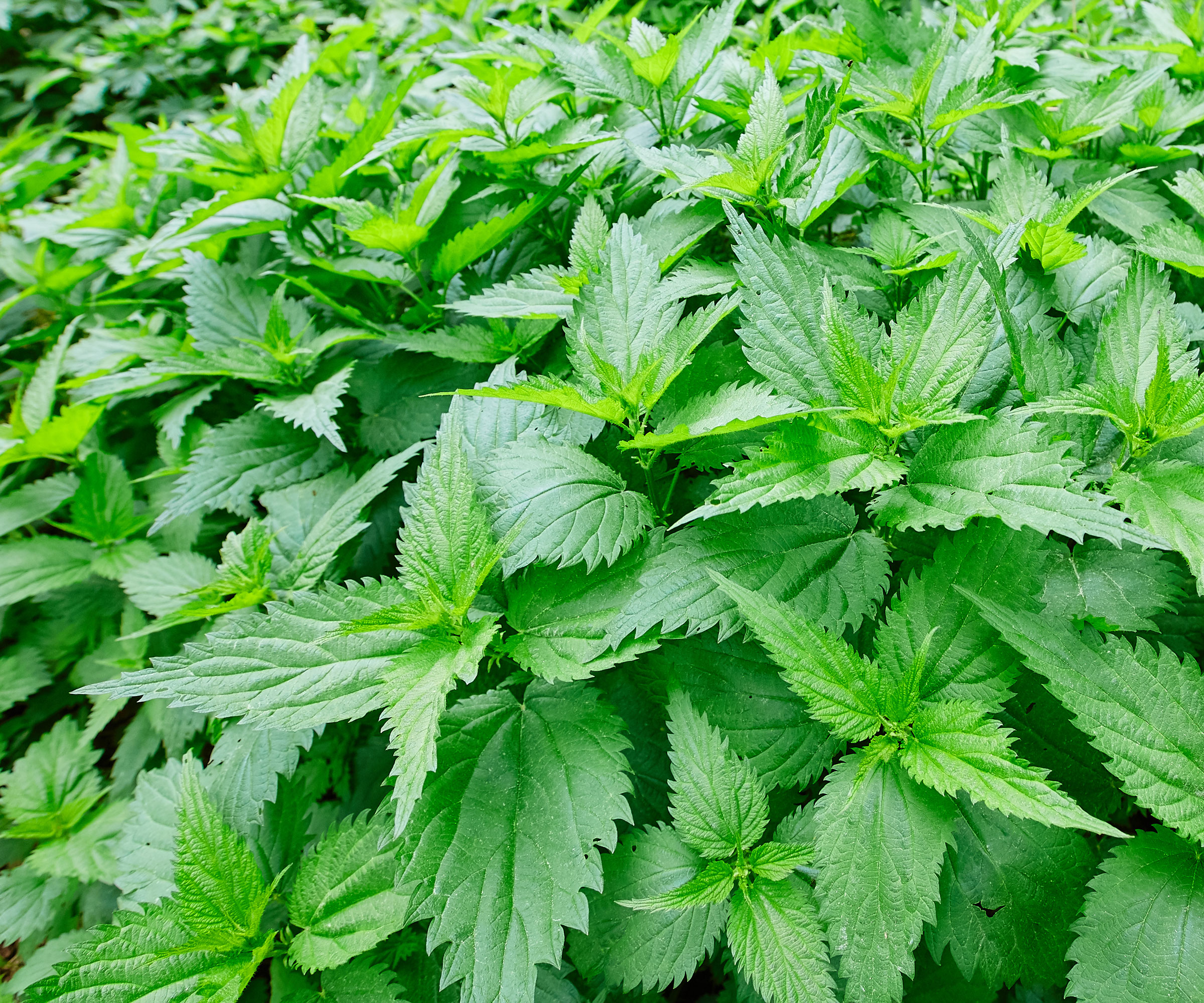 green nettles growing in moist, fertile garden soil