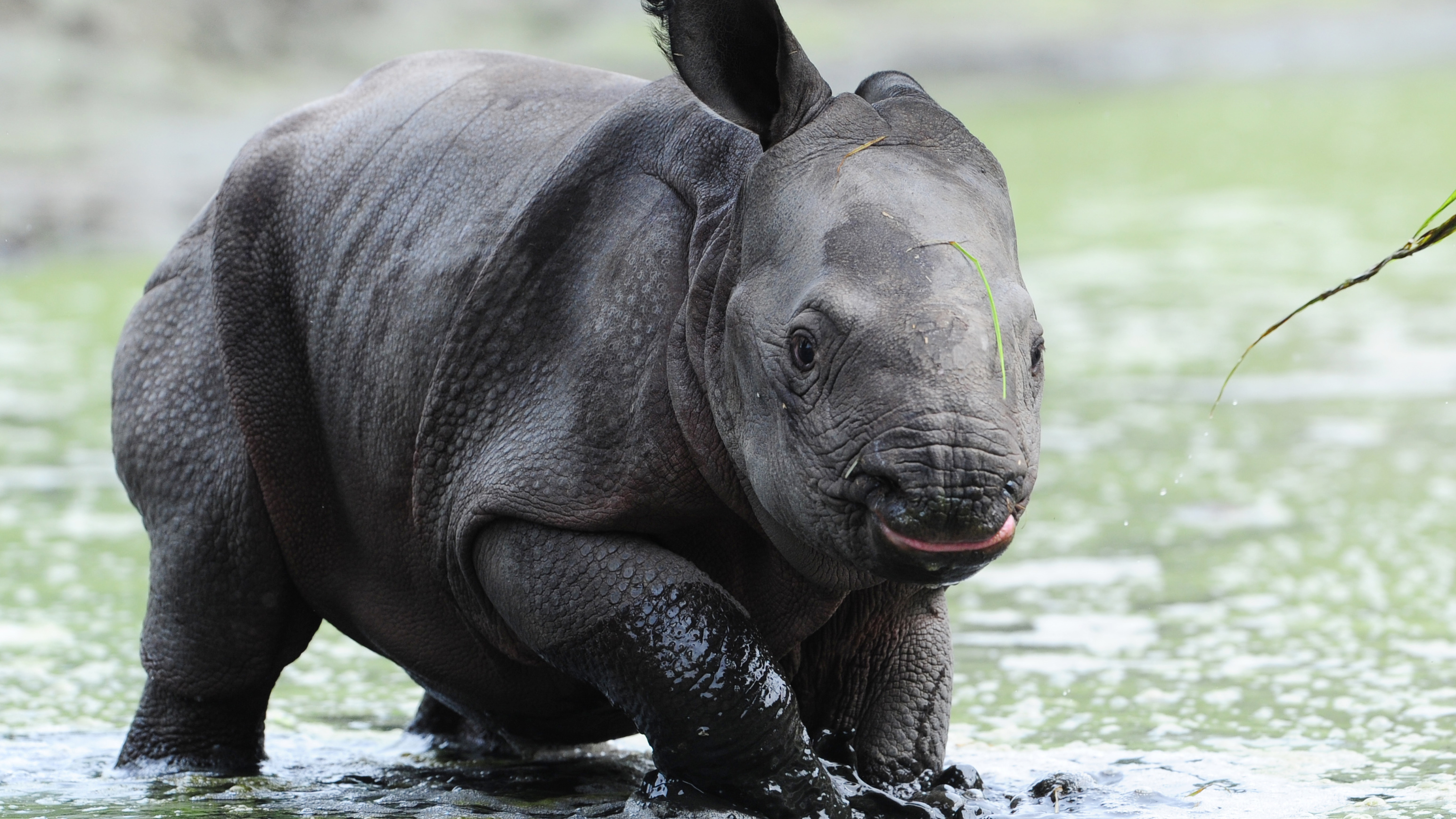 An Indian rhinoceros cub takes a bath in a mud hole at the Tierpark Zoo in August 5, 2011 in Berlin.  AFP PHOTO / JOHANNES EISELE