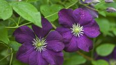 Purple clematis flowers in bloom 
