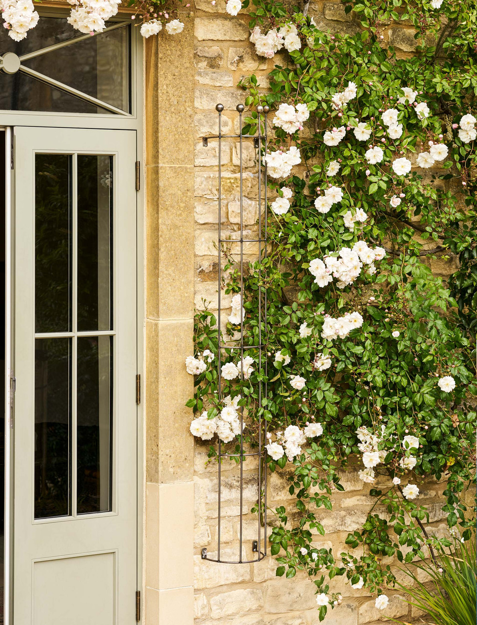 Barrington Drainpipe Trellis