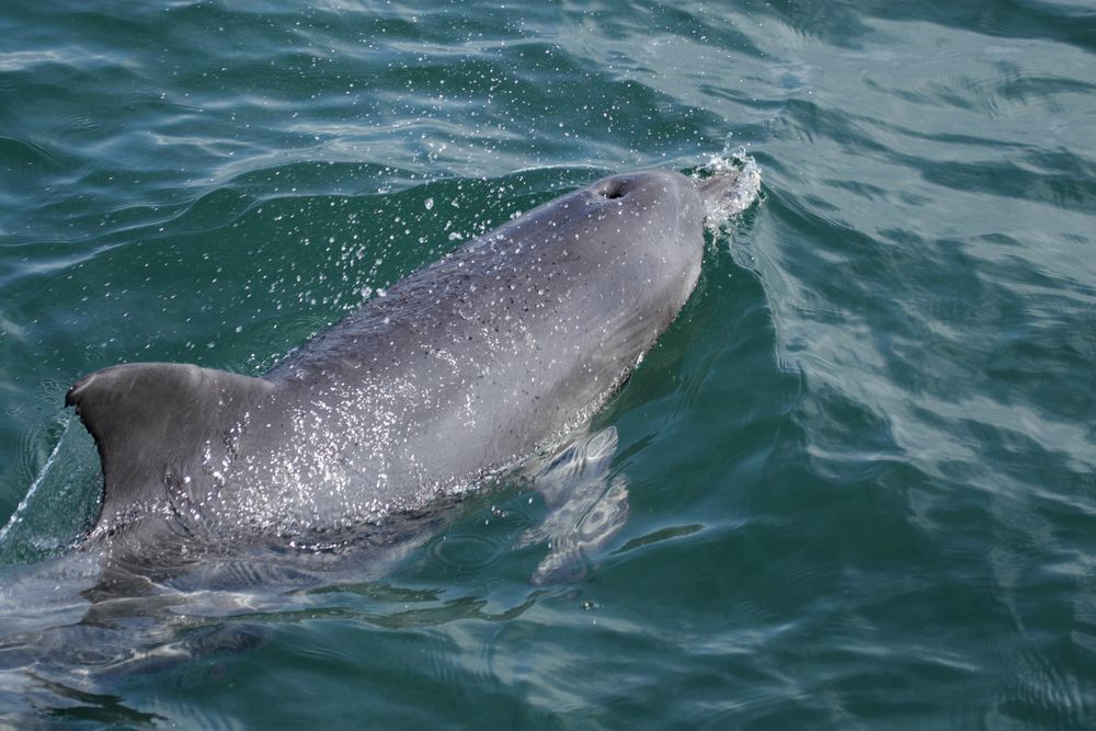 chinese-white-dolphin