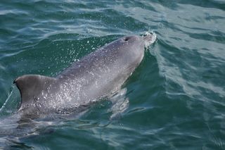 chinese-white-dolphin