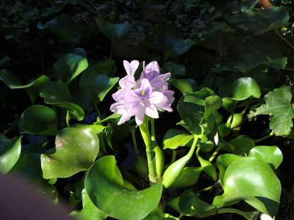 Purple Flowered Free Floating Water Plant