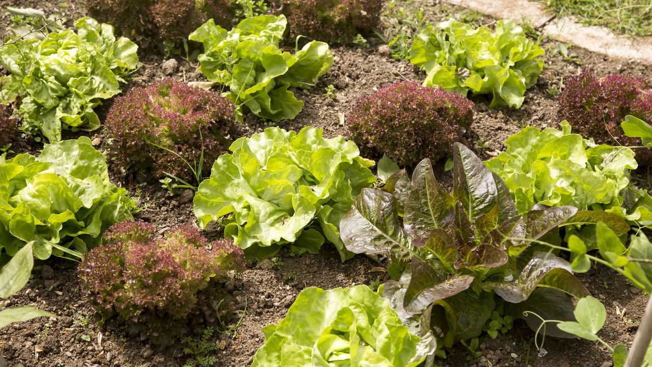 Monty Don&#039;s tips on growing lettuce