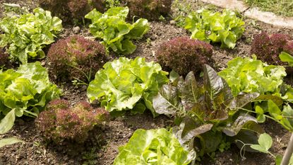 Monty Don's tips on growing lettuce