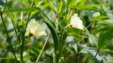 Okra plants up close with the leaves, flowers, and pods 