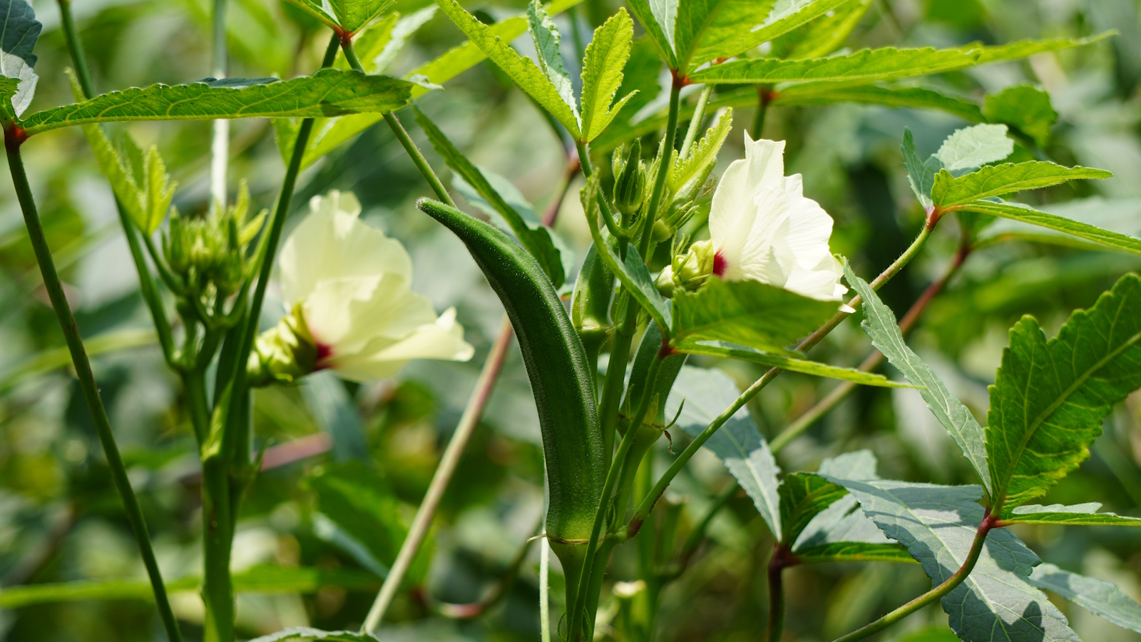 Okra plants up close with the leaves, flowers, and pods 