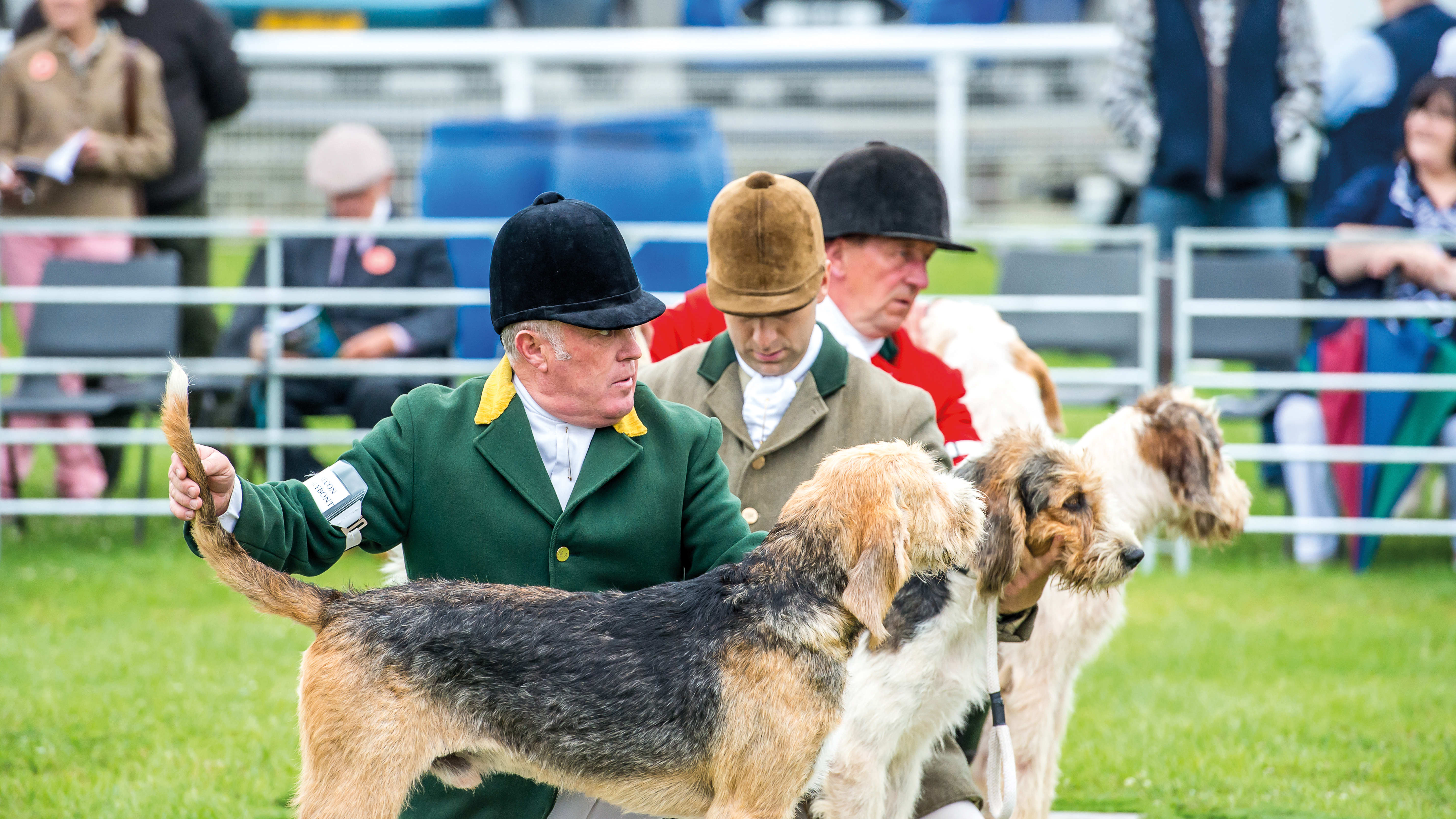 judging in the welsh ring (3)
