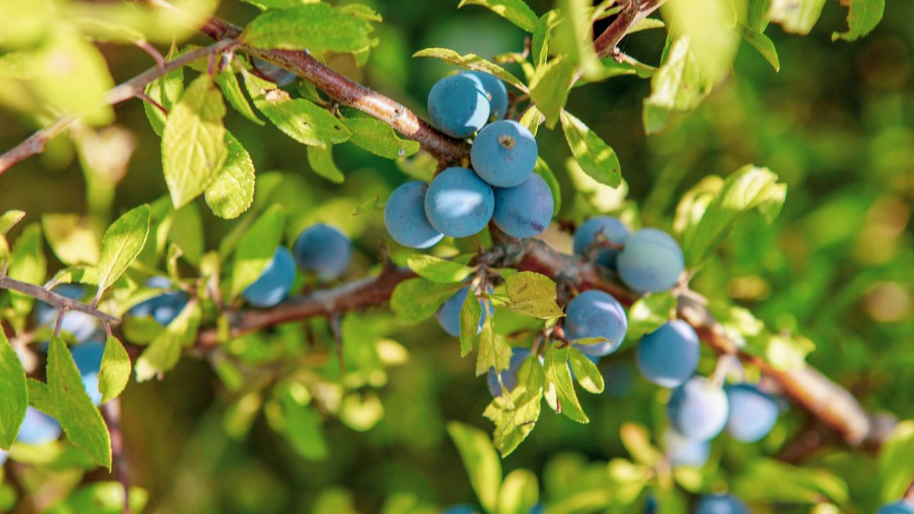 Blueberries on a bush