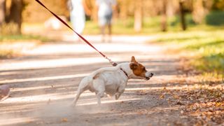 Dog pulling on leash in park