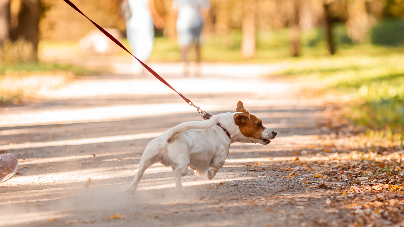 Stop your dog pulling toward people with this simple tip