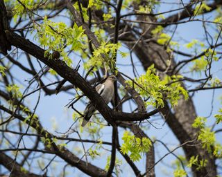 White wing dove in blooming pecan tree.