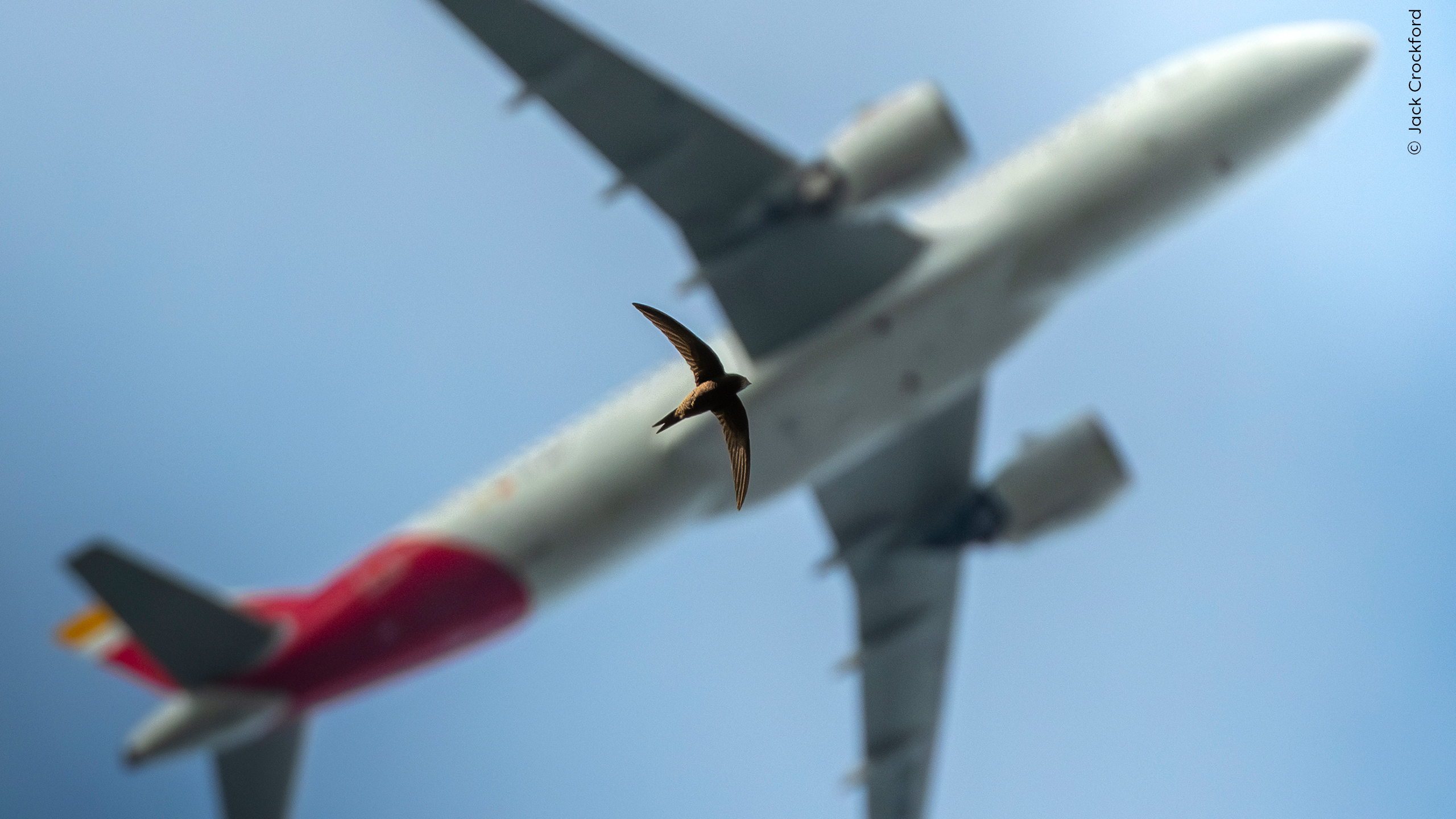 A bird in sharp focus flying in front of a large, blurred commercial airplane against a clear blue sky