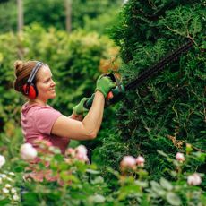 Woman cuts back hedge with cordless hedge trimmer