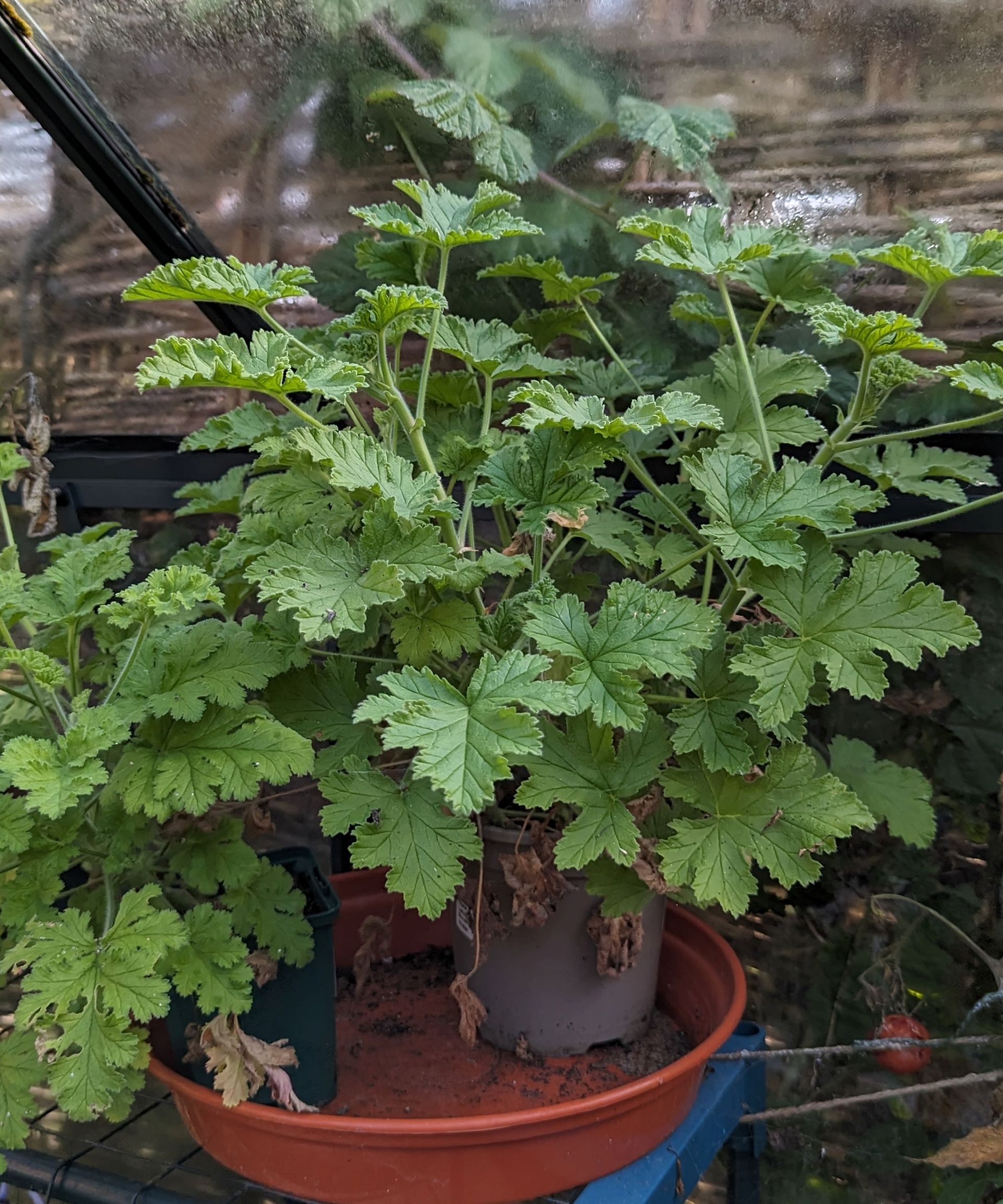 can-i-grow-anything-in-my-greenhouse-during-winter-yes-organize