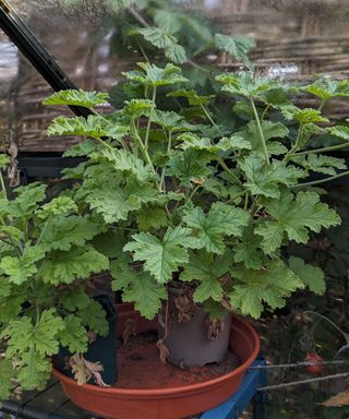 Keep tender plants such as pelargoniums frost-free in your greenhouse in winter