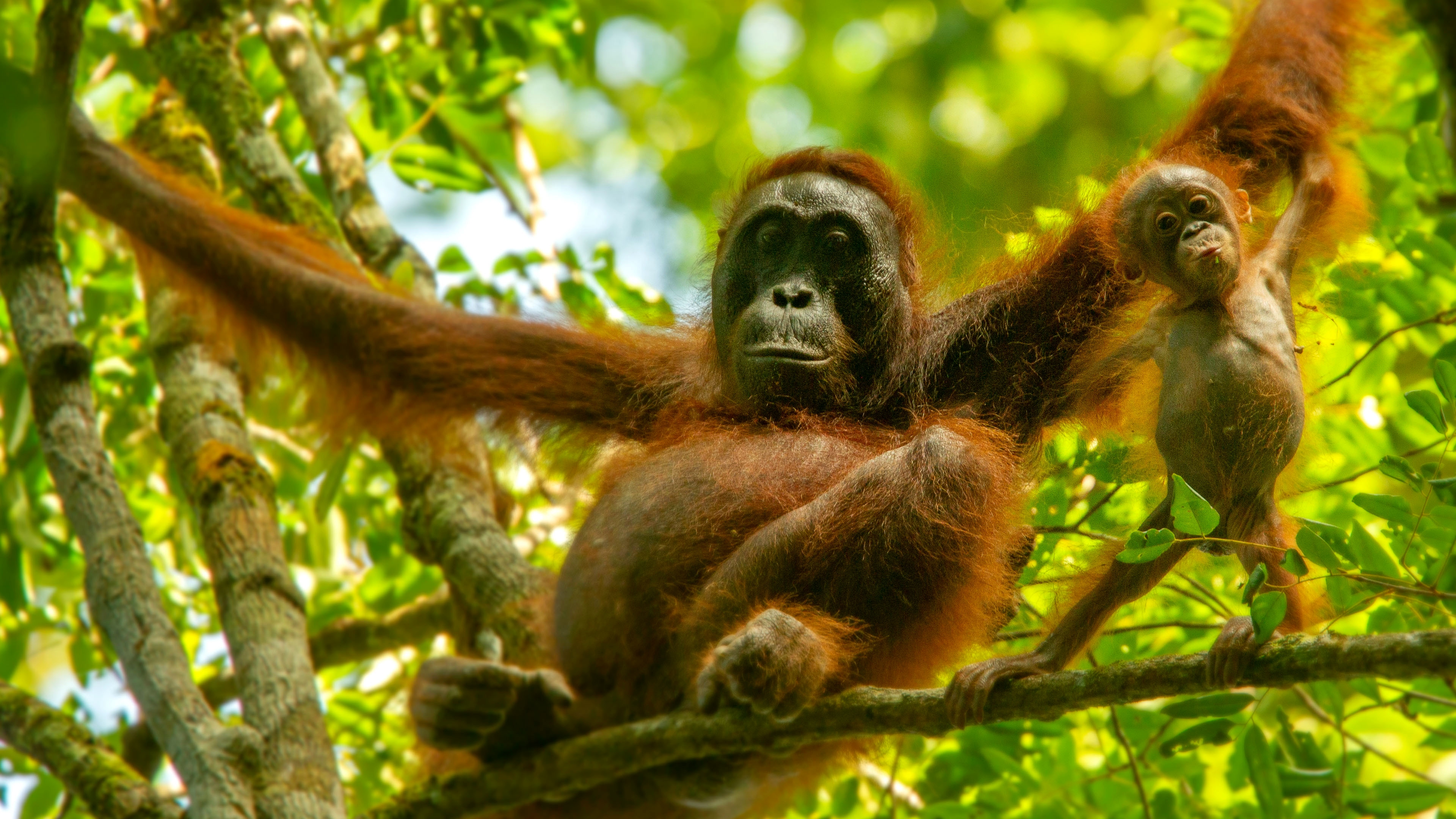An orangutan and its baby in a tree