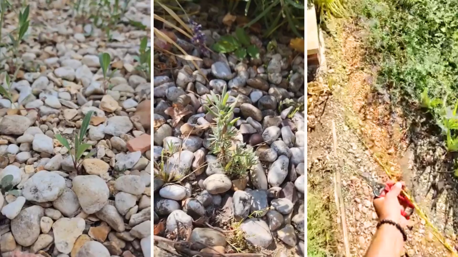 Plants growing in gravel