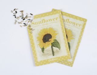 sunflowers care - which sunflower seeds to choose