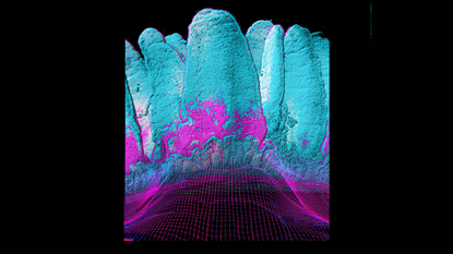 Multi-colored image of villi protruding from epithelial cells against a black background.
