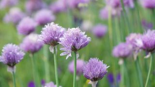 flowering chives