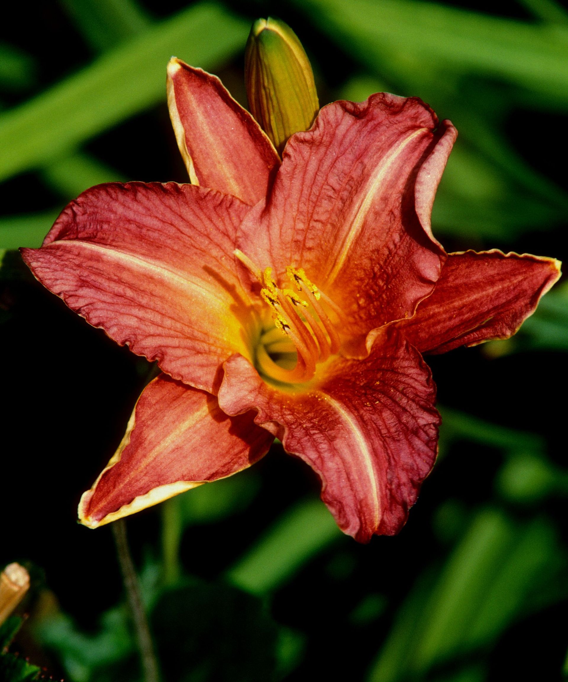 Should you cut back daylilies in the fall? Experts advise Homes & Gardens