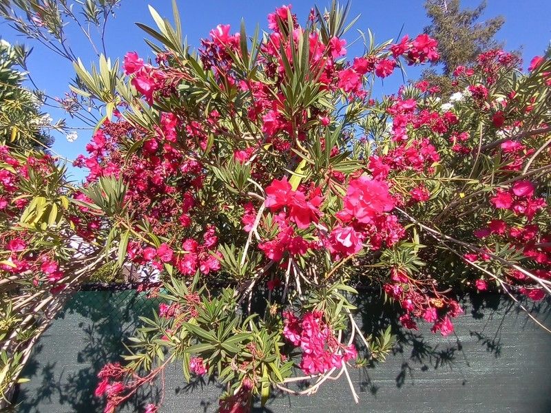 Nokia G20 Camera Sample